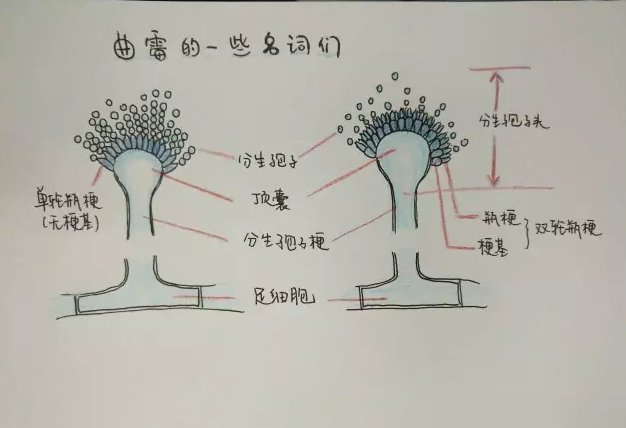 曲霉菌|一文了解曲霉病