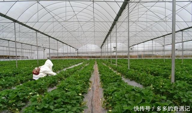  瓜果|瓜果飘香｜太甜！如果凉山的冬天有味道，一定是草莓味的~