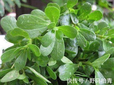 野菜|女人多吃以下4种野菜,能美容养颜,解毒消肿,早知早受益
