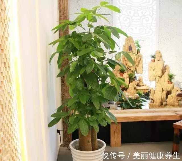 养护|聪明人都养这3种树,美观大气能镇宅,能养好几年!