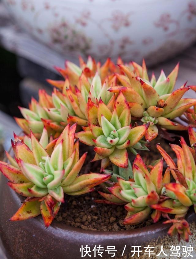 冬天的多肉有5怕，避开了，各个养成“彩虹糖”！