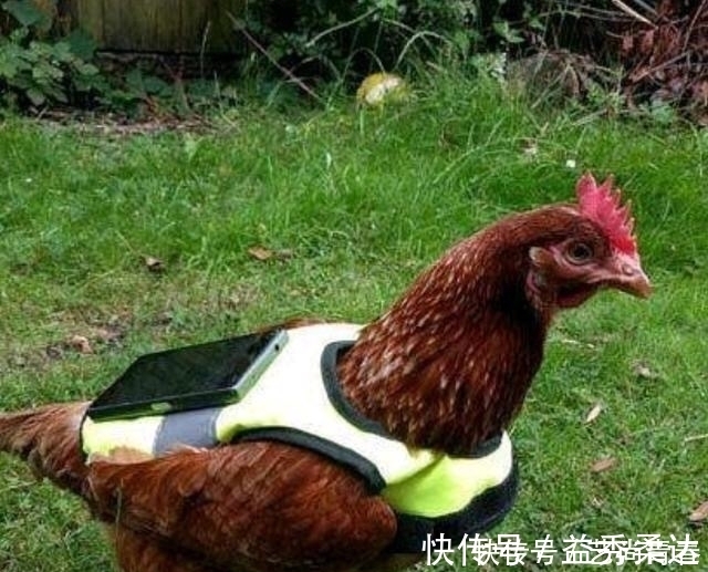 |开心笑话，傻瓜你长得丑，估计你得单身好久，就让你练练手劲