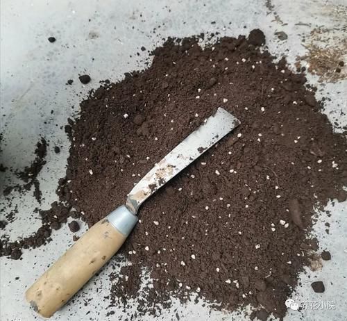 养花|花盆里容易招小虫子，用2种简单的方法，对土壤进行消毒