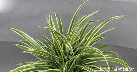 吊兰|吊兰的最爱,没事喝喝“它”,个头蹿蹿,藤蔓到处爬!