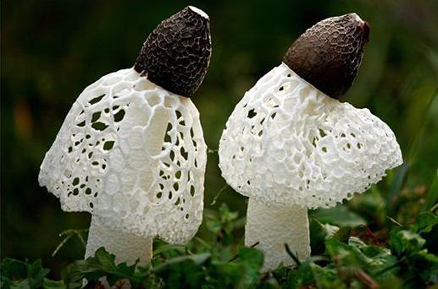 推崇|农村竹林里的“白蛋”,营养丰富,如今却被央视推崇