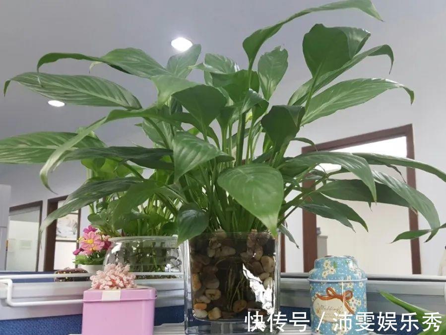 洋桔梗|6种花一天不浇水,叶子就耷拉,缺水3天就死翘!