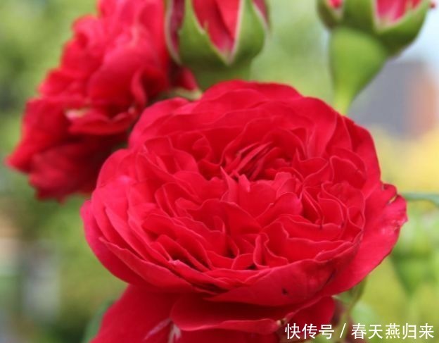 达芬奇|喜欢在家中养护花卉，就养护欣赏价值较高的3种花卉，花期长，美