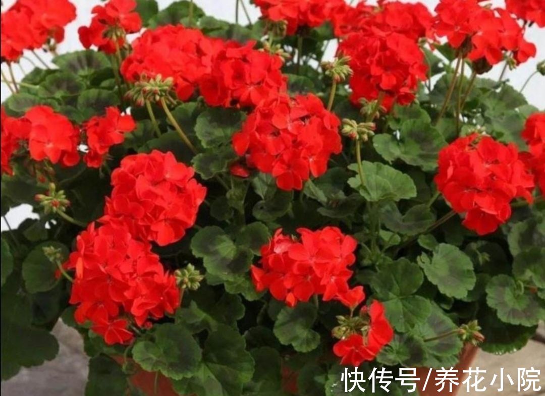 三种花要“穷养”,10月以后“虐一虐”,花苞长满枝头