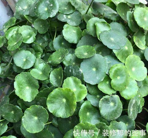 栀子花|夏天,这五种花多浇水,叶绿肥大,长势很良好