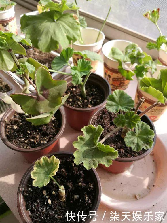 秋季|3种枝条泡水里,10天长根,一次开花100朵,水培成活率更高!