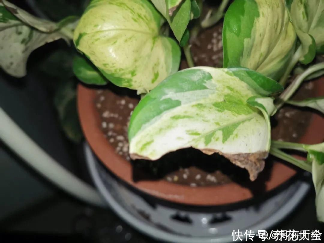 4月养花病虫害，白霜、黑斑、黄点儿···再不治就死光了