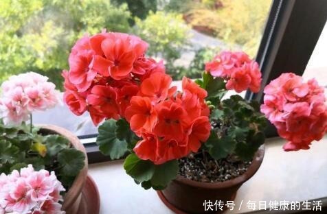 家有小阳台，就养“4种花”，春夏秋冬轮着开，365天都赏花！