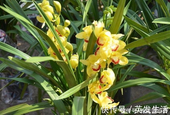 电风扇|养好蕙兰“四要素”缺一不可，特别记住最后一点，买家没有卖家精