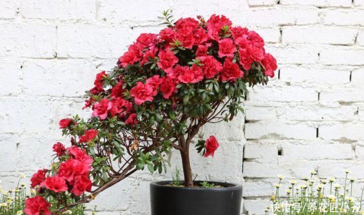 知识点|养花经常提到“要修剪”,修剪到底有啥用?这是个要懂的知识点