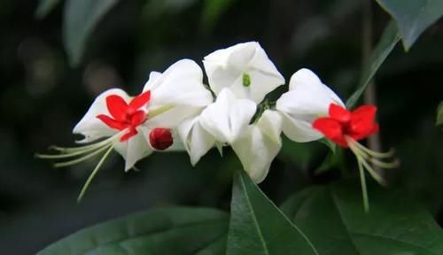 花开很漂亮,既是花卉,也是药,若在山里发现,便是福气,请重视