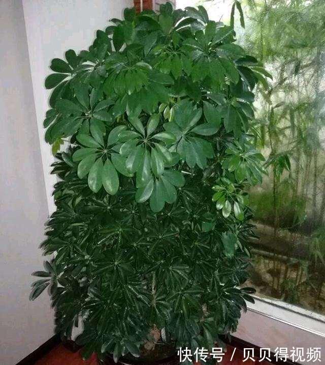 6种“聚财花”,养在家里好兆头,漂亮又大气,还有好运满满