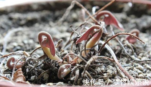 仙客来花谢了,这样修剪和养护,新叶萌发快,年底又开花