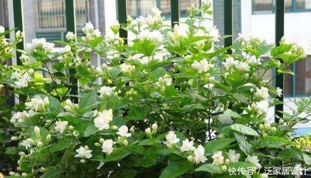 5种花养阳台,浇点水就狂开花,开成花海