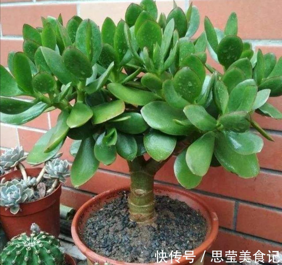 发财树|七种带“钱”的花,好看又好养,寓意吉祥,财源滚滚,建议养一盆