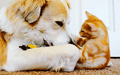 |搞笑动图：快乐跳舞的小家伙，萌萌哒！