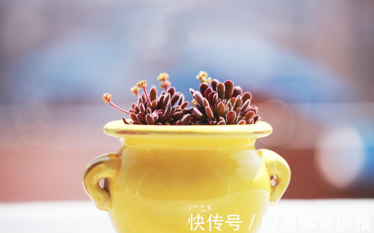 养多肉该照顾好这5点,一旦犯懒,盆栽越养状态越差