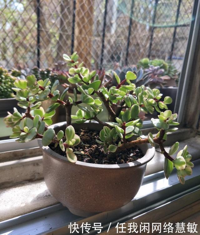 养了三年，多肉终于给点颜色瞧瞧了