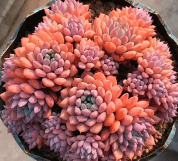 技巧|多肉不浇水就干瘪，一浇水就徒长？教你几个技巧，轻松养成肉胖子