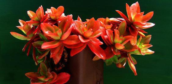 春天养多肉火祭,简单“三步走”,叶子红艳似火苗,谁见了都夸美