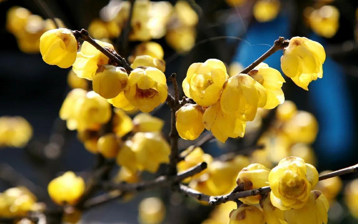 腊梅花叶子发黄干枯，和4点有关，做好后叶绿苗壮开花多