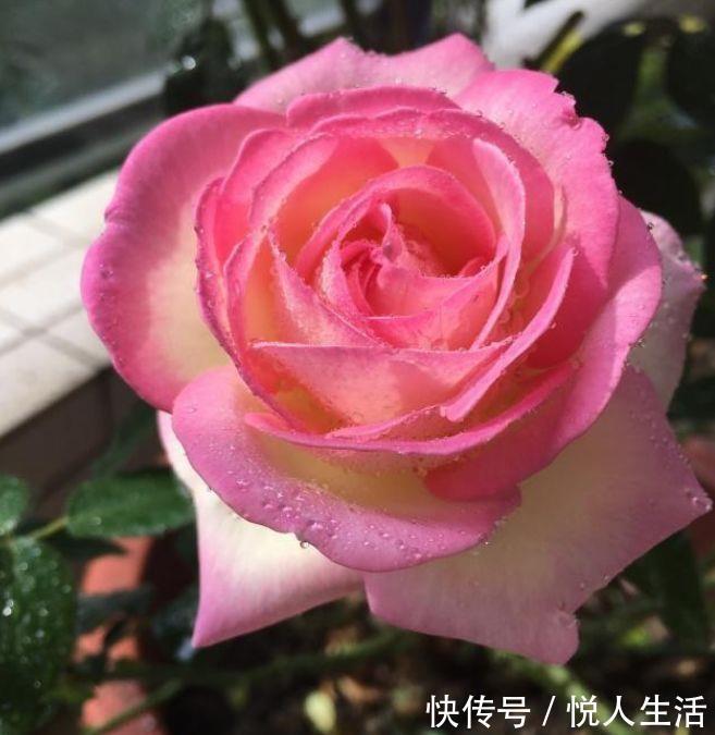 适合养在阳台的花，花大色艳真漂亮，谁养谁上瘾