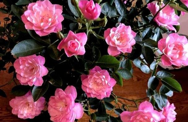 这花开花真勤快,一年开花不停,一株多色形如荷花,易养易爆盆