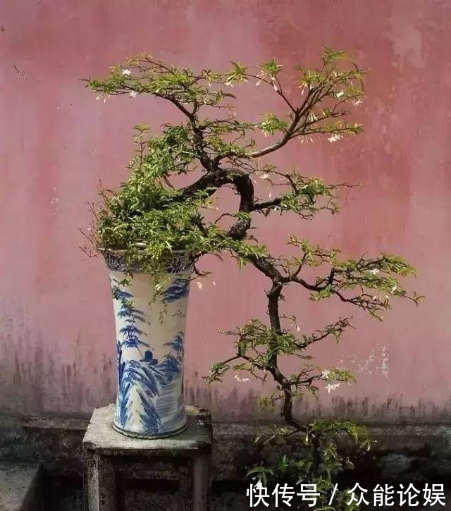 也许你不需要一个庭院就能有一个园林