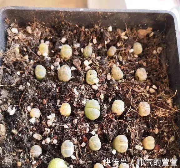 多肉扦插不用土,胶囊板一套,3天就能冒白根!