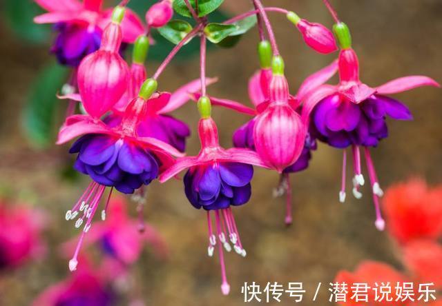 最适合初春扦插的花卉,生根迅速易爆盆,错过还要再等一年!