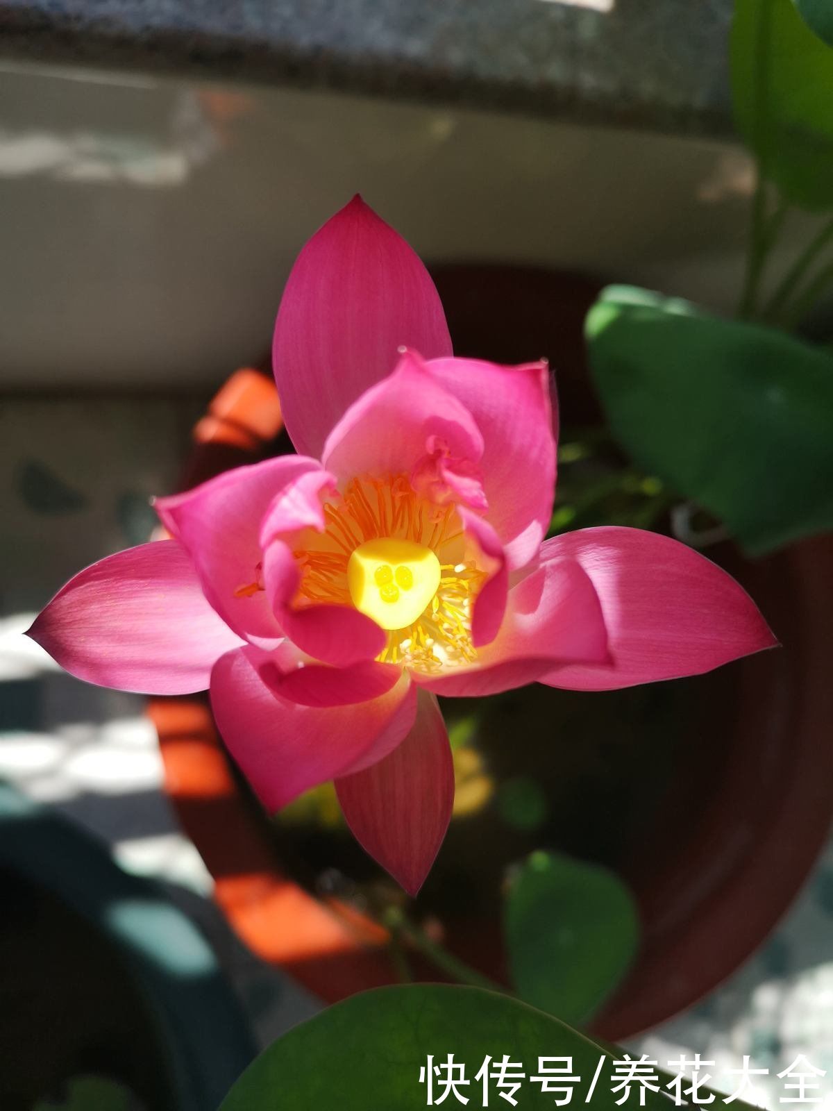 在家养盆护“迷你花”，花朵只有手心大，越养越喜欢