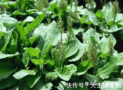 猪肝菜|农村几种野草是美味养生菜，用于肝脾肿大，关节炎，月经不调