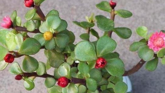 金枝玉叶这么养,长势旺,枝繁叶茂又漂亮!