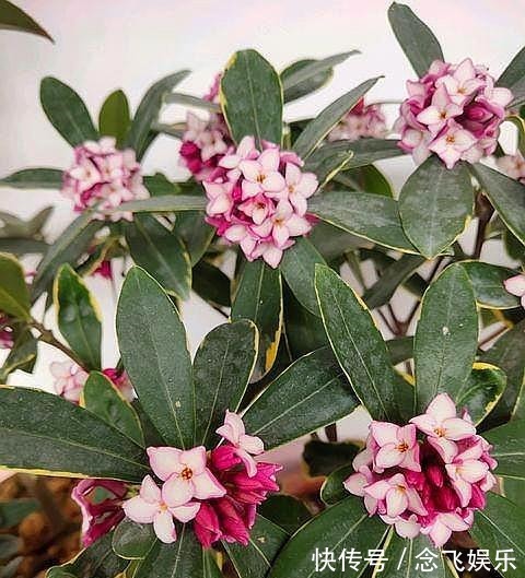 肥料|瑞香不会养抓住几个“关键点”,叶片绿油油,开出“祥瑞之花”