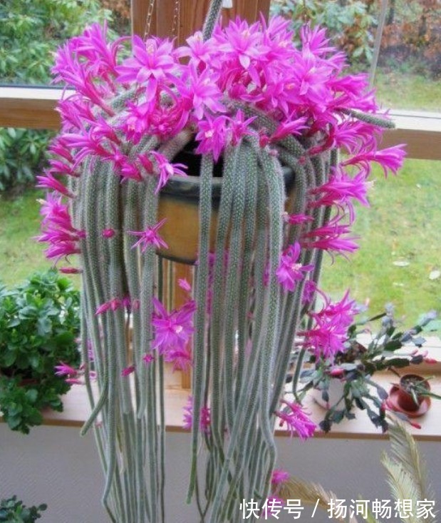 仙人掌科类|秋冬就养这“花”,越冷越爱开,比蟹爪兰还漂亮,养100盆也不多