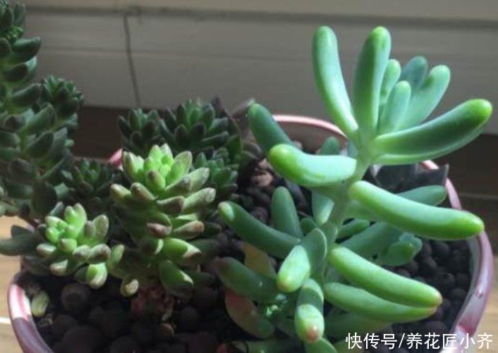 多肉|秋季凉爽适合繁殖多肉，教你3种方法，掌握窍门都能快速生根