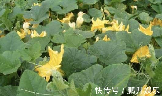 农村人|以前被农村人“嫌弃”,殊不知其营养价值,现在却被当成“宝贝”