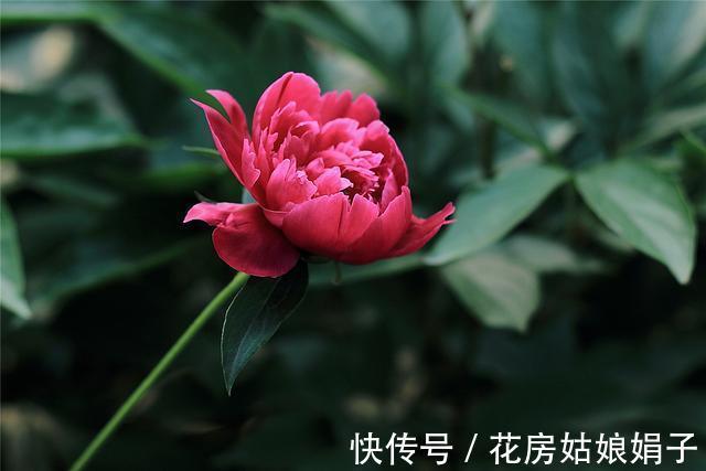 都知道牡丹是“花王”,却不一定知道谁是“花相”?值得了解一下