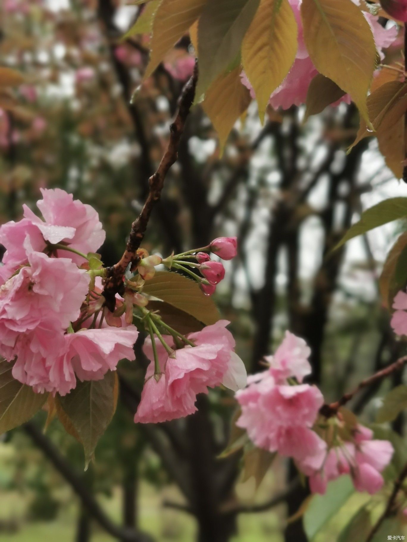 雨中盛开的樱花