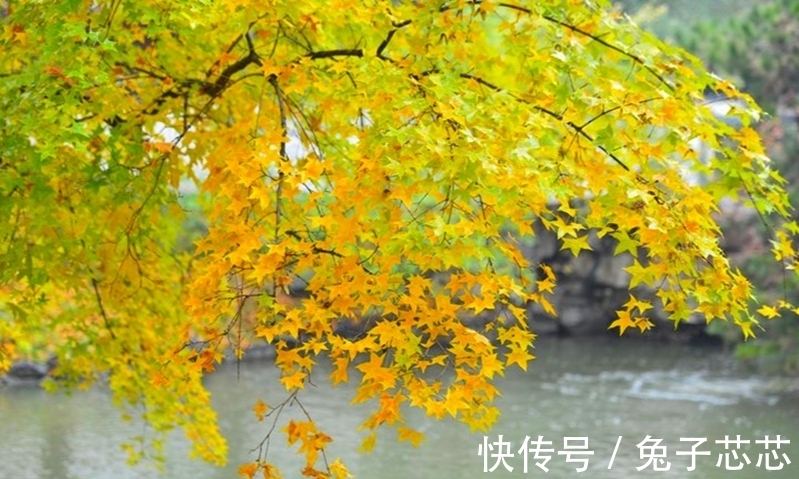 秋天|读两首唐诗,品古人笔下秋雨的韵味,感受那随心而动的凄情或美丽