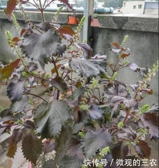 养几株对身体好的花草，除了欣赏，还能食疗，堪称阳台小药箱