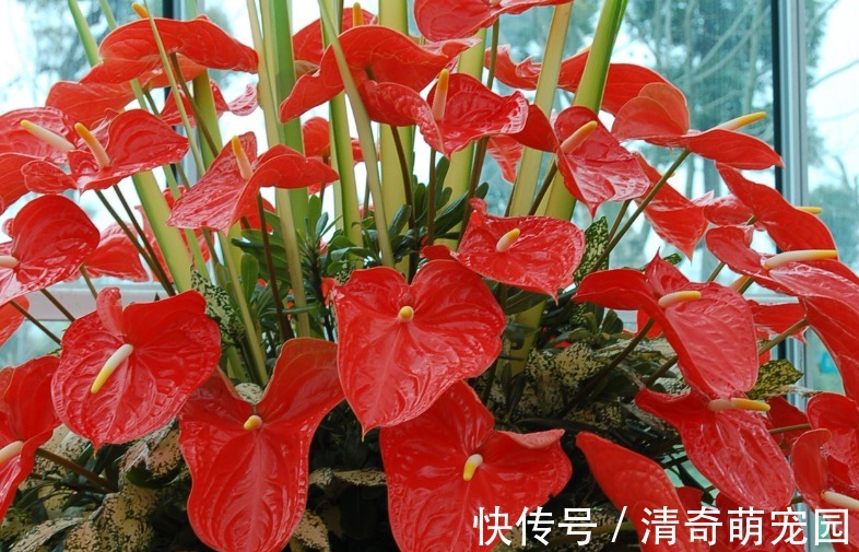 让红掌开花该注意哪些地方?4方面调控及时,盆栽寓意好、颜值高