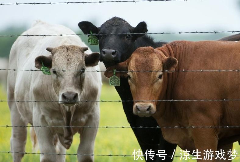 新生|犊牛腹泻的临床症状及防治,你了解多少,来这看看吧