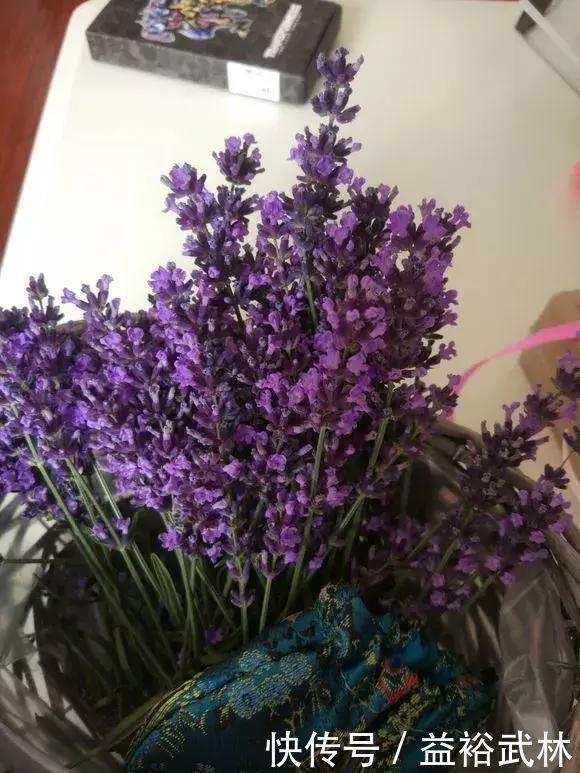 5种花蚊子“不喜欢”,好看还好养,是天然蚊香,值得多养几盆