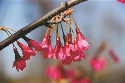 “网红”玉兰花、樱花都开了