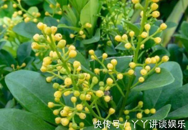 米兰花米兰花|4种花好养又漂亮，花朵大花期长，花朵迷人，阵阵花香